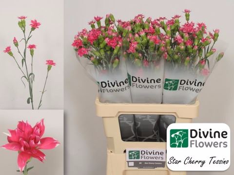 <h4>Dianthus  'Star Cherry Tessino'</h4>