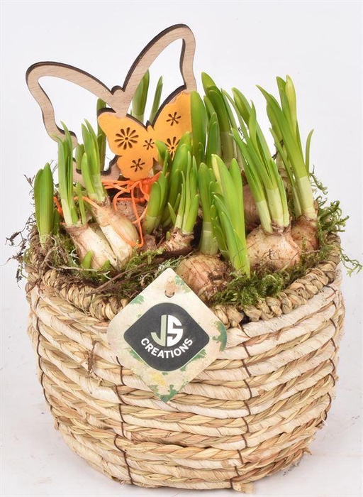 <h4>Mais mand 16cm</h4>