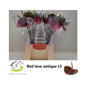 ANTH A RED LOVE ANTIQUE 40