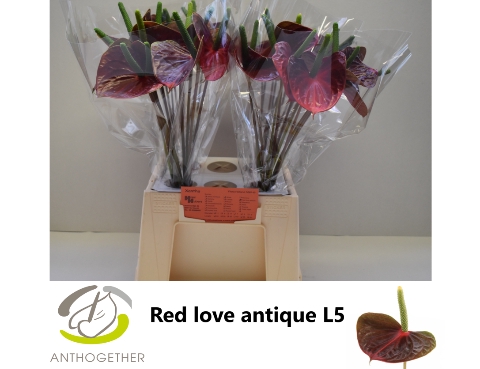 <h4>ANTH A RED LOVE ANTIQUE 40</h4>