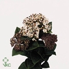 Viburnum tinus macrophyllum red