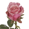 Rosa large ramondo