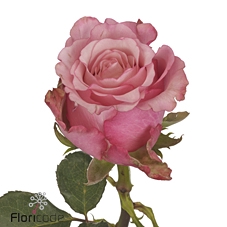 Rosa large ramondo