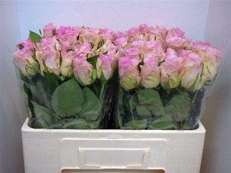 <h4>R Gr Bisou@</h4>