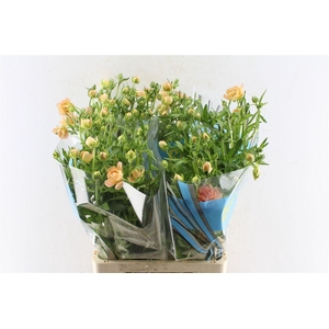 Ranunculus Butterfly Eris