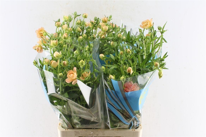 <h4>Ranunculus Butterfly Eris</h4>