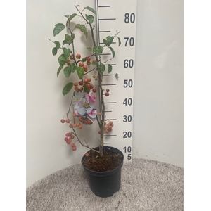 MALUS EVERESTE