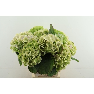 Hydr M Cl Verena Green 60-17