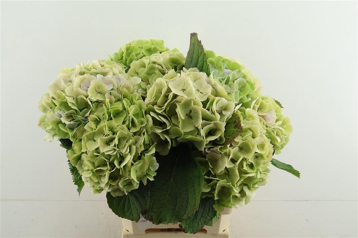 <h4>Hydr M Cl Verena Green 60-17</h4>