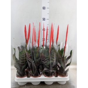 Vriesea  'Era'