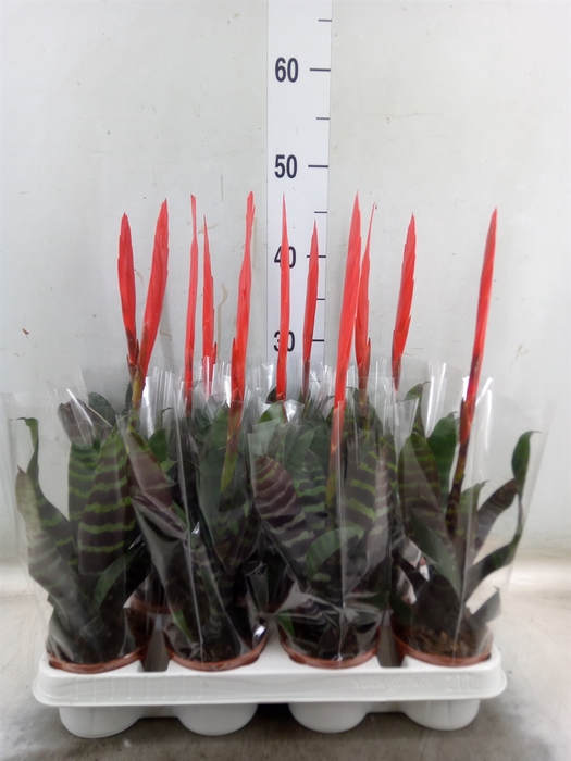 <h4>Vriesea  'Era'</h4>