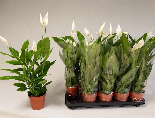 Spathiphyllum  'Alana'