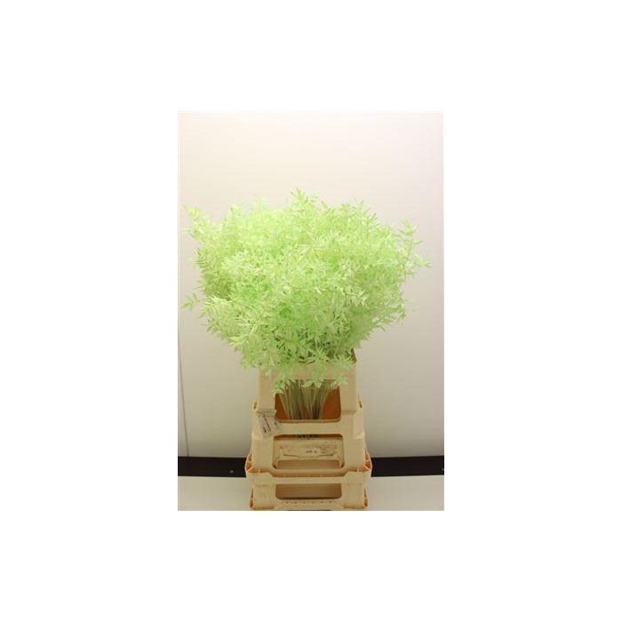<h4>Dr Ruscus Bleach Mintgroen</h4>