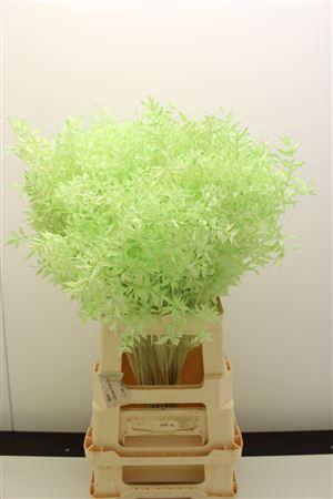 Dr Ruscus Bleach Mintgroen