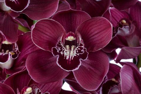 <h4>HADES 80cm x 6</h4>