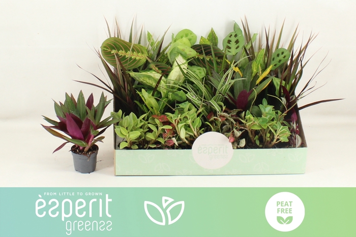 <h4>KAMERPL GEM OV</h4>