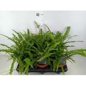 Nephrolepis cord. 'Duffii'