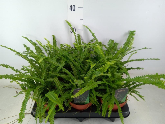 <h4>Nephrolepis cord. 'Duffii'</h4>