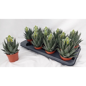 ALOE TIKI TAHI