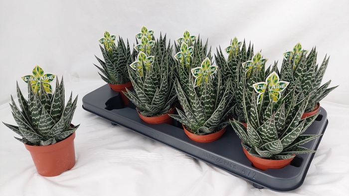 <h4>ALOE TIKI TAHI</h4>