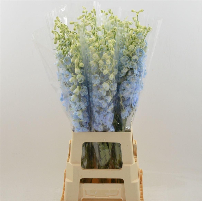 <h4>Delphinium DU 'Dewi Boy'</h4>