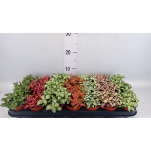 Fittonia   ...mix 7