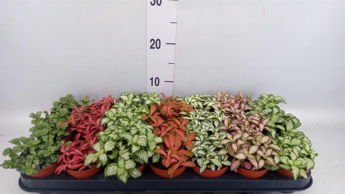 <h4>Fittonia   ...mix 7</h4>