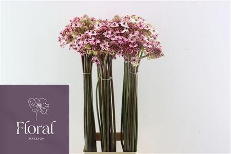 <h4>ORNIT KLB H%</h4>