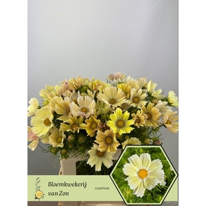 Cosmos Bipinnatus Cream Frank Van Zon