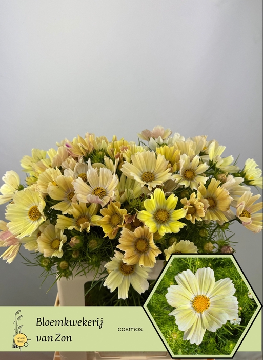 <h4>COSMOS BIPINNATUS</h4>