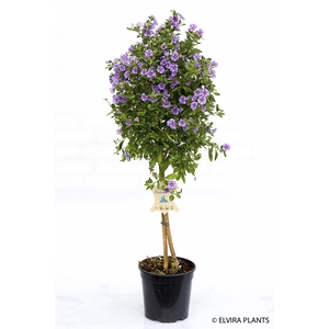 SOLANUM RANTONNETII p23