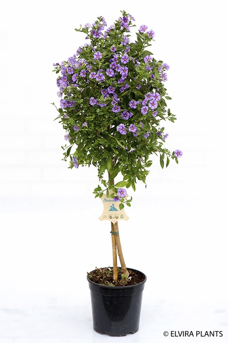 <h4>SOLANUM RANTONNETII p23</h4>