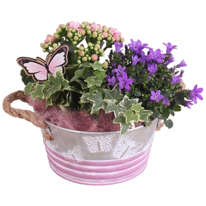 Mothersday Arr. Indoor Zinc Butterfly Pot Ø18cm 3PP