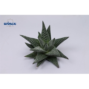 Haworthia Royal Highness Cutflower Wincx-8cm