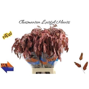 Chasmantion Klb Rood