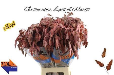 <h4>Chasmantion Klb Rood</h4>