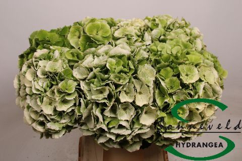 <h4>HYDR M CH VERENA CL</h4>