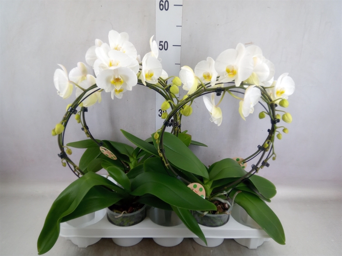 Phalaenopsis   ...