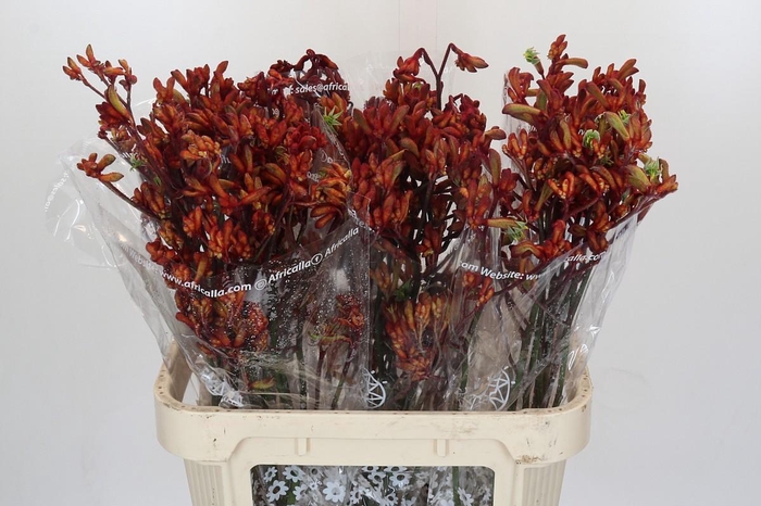 <h4>Kangaroo Paw Early Spring</h4>
