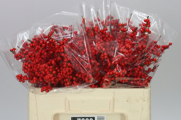 <h4>Ilex Verticillata</h4>