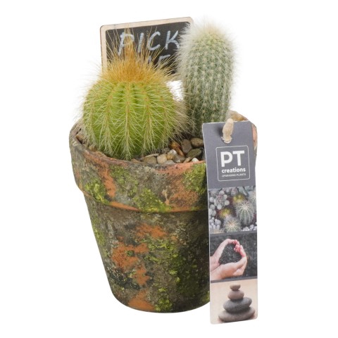PTCT4602 Arrangementen Cactus
