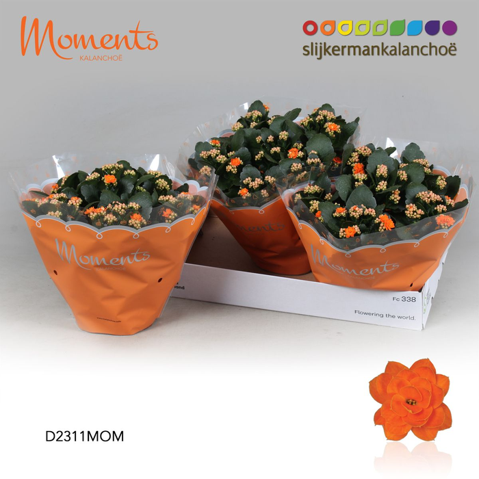 <h4>Kalanchoë Moments - Orange P23</h4>