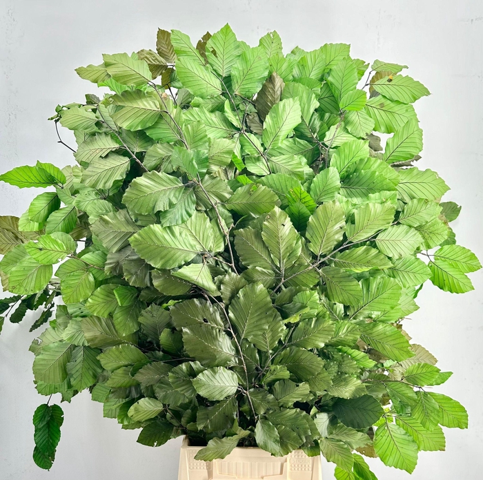 <h4>Faggio Preserved Green (beech,beuk)</h4>