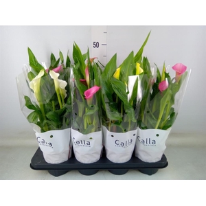 Zantedeschia   ...mix 4