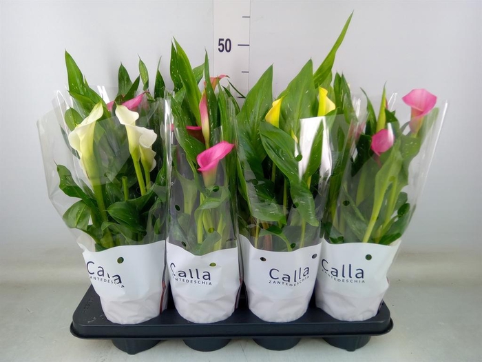 <h4>Zantedeschia   ...mix 4</h4>