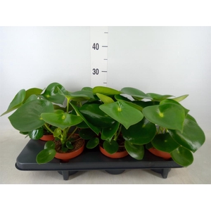 Peperomia polybotrya 'Raindrop'