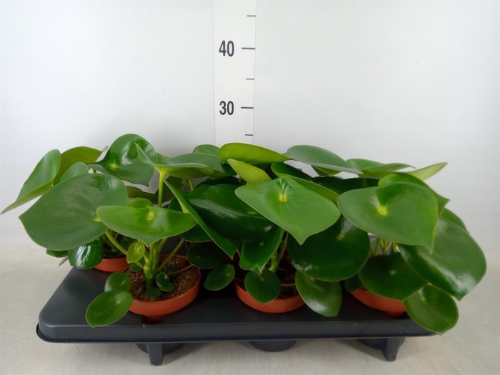 <h4>Peperomia polybotrya 'Raindrop'</h4>