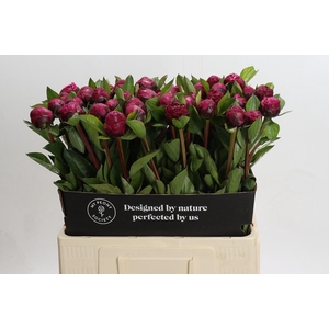 Paeonia Red Sarah