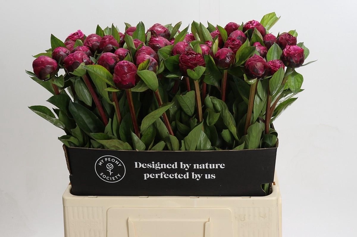 <h4>Paeonia Red Sarah</h4>