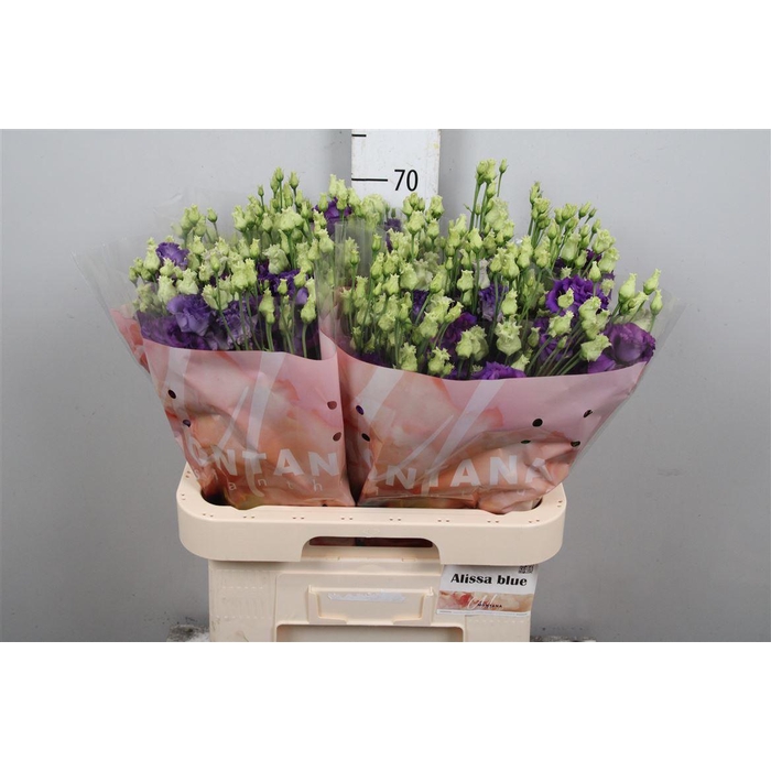 <h4>Eus G Alissa Blue</h4>